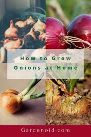 Expert Advice On How To Grow Onions At Home Easy Plants To Grow Onion Growing