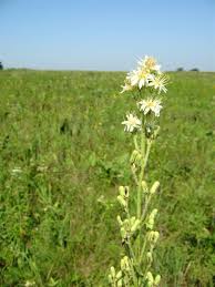 Image result for Nesaea aspera