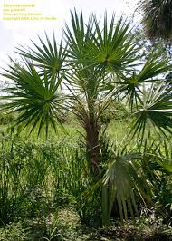Image result for Serenoa repens