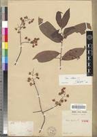 Image result for Ochnaceae