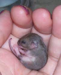 3 ways to save a baby wild mouse wikihow. How To Take Care Of Newborn Baby Mice Newborn Baby