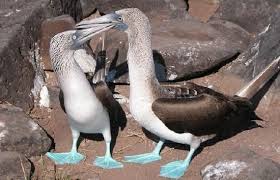 Bird With Blue Feet Galapagos Pin On Favorite Places Spaces