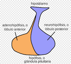 Maybe you would like to learn more about one of these? Hipofisis Posterior Kelenjar Hipofisis Hormon Hipofisis Anterior Kelenjar Sudut Teks Png Pngegg