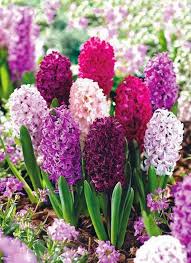 Maybe you would like to learn more about one of these? Flowers Gardens The Quintessential Spring Flower Hyacinths Bulb Flowers Fragrant Flowers Flowers