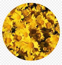 Tons of awesome aesthetic tumblr laptop wallpapers to download for free. Yellow Flower Background Tumblr Link Wallpapers Aesthetic Background Flowers Hd Png Download Vhv