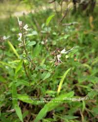 Image result for Ocimum filamentosum