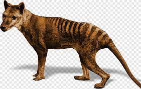 To search on pikpng now. Tiger Tasmanian Devil Thylacine Gray Wolf Tiger Mammal Cat Like Mammal Png Pngegg