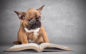 Funny Dog Reading A Book Wearing Spects Hd Photo Hd Wallpapers Images Picture Photo Dog Books Animal Books Funny Dogs