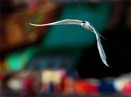 290 鳳鷗港掠 flying in fishing port fish gallery bird photography beautiful birds