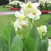 The petals and sepals come together to form large, gorgeous, flared flowers that are clustered along the tops of the stems. 1