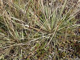 Image result for Aristida meridionalis