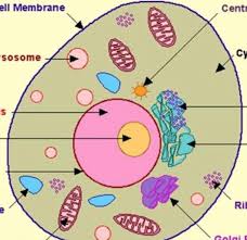 Microfilaments are the thinnest of all the cytoskeletal. Parts Of An Animal Cell Diagram Quizlet
