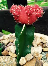 The moon cactus itself is a mutant that lacks the chlorophyll needed for a plant to feed itself through the photosynthesis process, or convert. How To Care For Moon Cactus Grafted Gymnocalycium