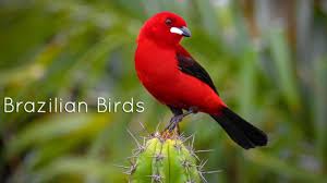 Brazilian Birds Singing Aves Brasileiras Cantando In 2020 Nature Story Forest Sounds Nature Sounds