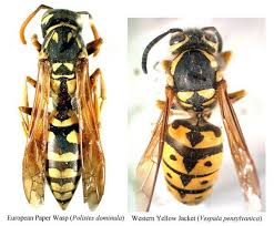 Black And Orange Bug That Looks Like A Wasp Invasive Wasp Adds Sting To End Of Summer Attacks Wasp Wasp Stings Insects