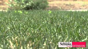 Frequency 1/8 acre 1/4 acre 1/3 acre 1/2 acre 1 acre; Preemergence Herbicides And Worms The Good Kind Husker Hort