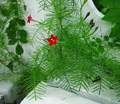 Image result for Ipomoea quamoclit