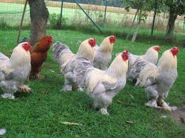 Ayam petarung sering dikaitkan dengan sabung ayam, walaupun. Ayam Khoytrad Asal Usul Kelebihan Jenis Harga