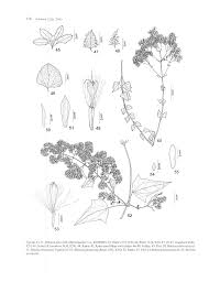 Image result for Mikania sagittifera