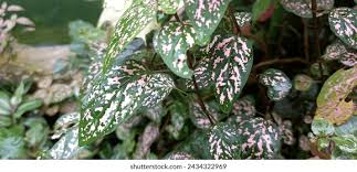 Image result for Hypoestes triflora