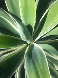 Cómo cuidar el ágave del dragón o cuello de cisne (agave attenuata). The Good Plant Inc On Twitter Stumbled Across Our Favorite Today Agave Attenuata Ray Of Light Love The Bright White Variegation Bestagave Thegoodplant Https T Co Cdi59anhvq