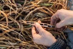 Image result