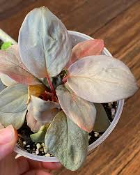 Image result for Nervilia petraea