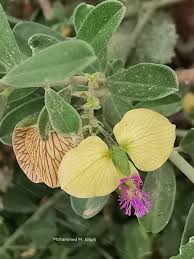 Image result for Polygala senensis