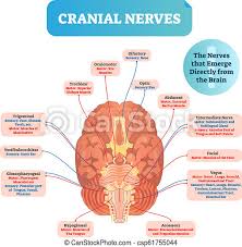 This diagram depicts labeled diagram of digestive system with parts and labels. Cranial Nerves Vector Illustration Labeled Diagram With Brain Sections Cranial Nerves Vector Illustration Labeled Diagram Canstock
