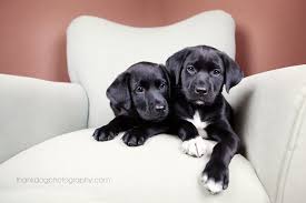Great dane prices fluctuate based on many factors including where you live or how far you are willing to travel. Fun Artistic Modern Pet Portraits Dallas Texas Dog Photography Puppies Great Dane Cute Puppy Names