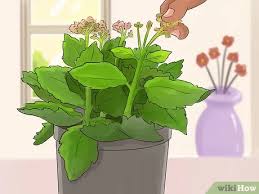 As the plant grows, it creates new leaves by letting the old ones die. Kalanchoe Beschneiden 7 Schritte Mit Bildern Wikihow