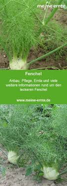 Fenchel Hier Erfahrt Ihr Alles Rund Um Die Gemusesorte Fenchel Anbau Pflege Ernte Und Vieles Mehr Fenchel Anbauen Anbau Fenchel