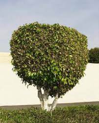 By doing this, the bush can be trained over time in the container to become shaped as a topiary lollipop (clear stem) or espaliered (clear stem with foliage growing flat against a wall or trellis). How To Trim Large Bushes Into Small Trees