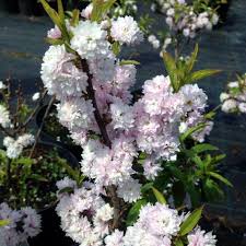Image result for Deutzia hybrida Pink Pompon