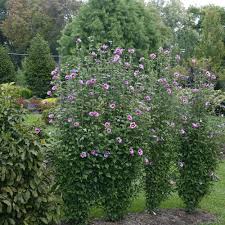 We did not find results for: Purple Pillar Rose Of Sharon Hibiscus Syriacus Proven Winners