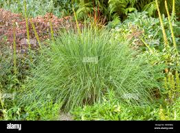 Image result for Schizachyrium brevifolium