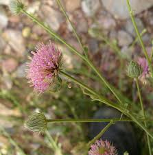 Image result for Dicoma capensis