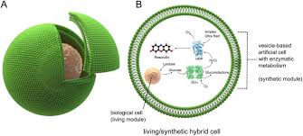 What is the function of the vesicle in an animal cell. Constructing Vesicle Based Artificial Cells With Embedded Living Cells As Organelle Like Modules Scientific Reports