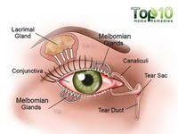 11 Best Natural Treatments Of Blepharitis Blepharitis Blepharitis Treatment Natural Treatments