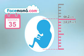 35 Semanas De Embarazo El Bebe Ya Esta Preparado Para Tomar Posicion