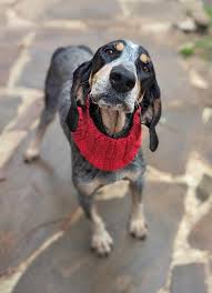 UPDATE: foster still needed by 1/4! 🙏 📣Mistletoe and her babies need a  foster!!📣 It would be for a few weeks until her babies are old enough to  leave the nest! Momma