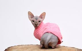 The average cost of a munchkin kitten. Teacup Cat Prices