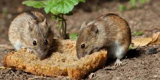 Seperti yang diketahui, air merupakan sumber asas yang penting dalam kehidupan. Jangan Sembarangan Tikus Picu 4 Penyakit Berbahaya Ini