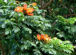 Image result for Andrachne ovalis