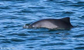 Der schwertwal, auch mörderwal, killerwal, orca oder butzkopf genannt, ist eine art der wale aus der familie der delfine. Wale An Danemarks Kusten
