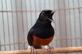 Maybe you would like to learn more about one of these? Tips Dan Cara Mengenali Burung Murai Batu Pancingan Paling Mudah Burung Murai Batu
