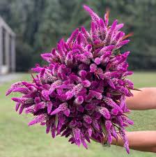 Image result for Celosia