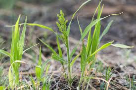 Image result for Panicum miliaceum