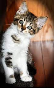About Us Cute Animal Pictures Kittens And Puppies Animals Friends