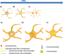 The average quality score at our professional custom essay writing service is 8.5 out of 10. Abnormal Mitosis In Reactive Astrocytes Acta Neuropathologica Communications Full Text